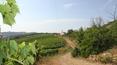 Toscana Immobiliare - At only 16 km from the sea farm for tourist receptive, with vineyards and olive groves.
