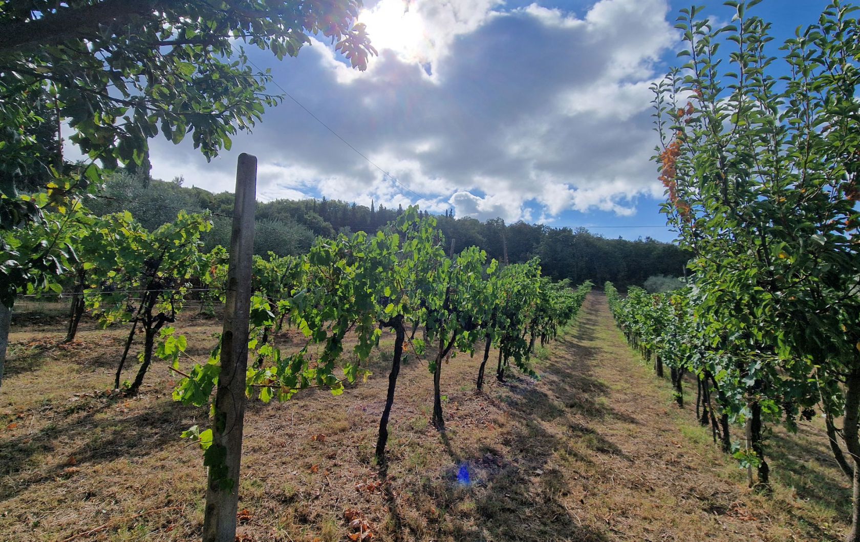 House in Passignano sul Trasimeno - Image 5