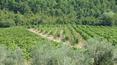 Toscana Immobiliare - vinyards in italy