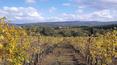 Toscana Immobiliare - vineyards of the property for sale in Tuscany, Arezzo