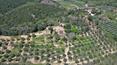 Toscana Immobiliare - I terreni si estendono su circa 30 ettari, suddivisi in boschi misti, uliveto e seminativo