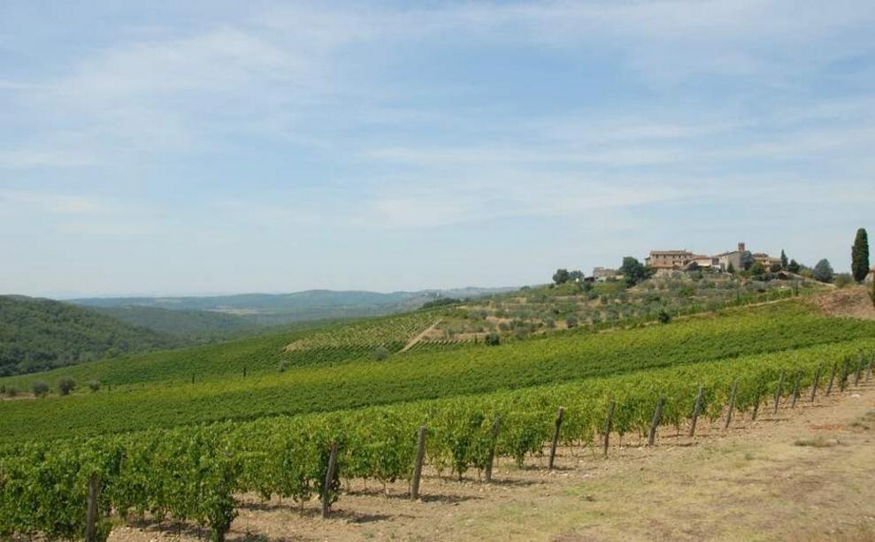 Toscana Immobiliare - The vyneyards are situated 350-450 m over the sea level, which garantees the best quality of wine. 
