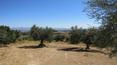 Toscana Immobiliare - panorama del casale toscano con uliveto di proprietà e vista sulla val di chiana