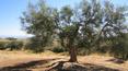 Toscana Immobiliare - in posizione dominante immerso negli oliveti a torrita di siena vendesi casale da ristrutturare