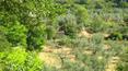 Toscana Immobiliare - vista degli oliveti di proprietà che si distribuiscono in 6 ettari di terreno