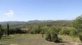 Toscana Immobiliare - Small vineyard (0.5ha) of the property for sale in Montalcino, Tuscany