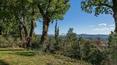 Toscana Immobiliare - villa with private garden and olive grove for sale in landscaped position