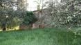 Toscana Immobiliare - The lawn