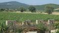 Toscana Immobiliare - Farm Vineyard