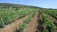 Toscana Immobiliare - 7,5 hectares of vineyards