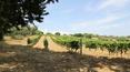 Toscana Immobiliare - The land of 29 ha is divided into 4 ha of vineyard