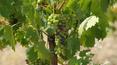 Toscana Immobiliare - The company has certificates D.O.C.G. Chianti Classico for 9 he and I.G.T. Supertuscan for 3 he