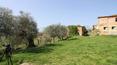 Toscana Immobiliare - in posizione dominante immerso negli oliveti a torrita di siena vendesi casale da ristrutturare