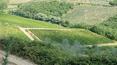 Toscana Immobiliare - The vyneyards are situated 350-450 m over the sea level, which garantees the best quality of wine.