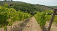 Toscana Immobiliare - The vyneyards are situated 350-450 m over the sea level, which garantees the best quality of wine.