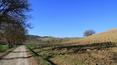 Toscana Immobiliare - tuscan hills near the farmhouse in hilly panoramic position to restore in Torrita di Siena