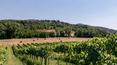 Toscana Immobiliare - view of the farmhouse from their vineyard in Arezzo