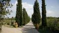 Toscana Immobiliare - Avenue of access to the property
