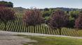Toscana Immobiliare - The main building is a typical Tuscan farmhouse of 450 square meters rustic looking, with traditional solid-looking structure built of stone, with rooms with thick walls, cool in summer and well heated in winter.