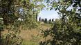 Toscana Immobiliare - real estate properties in Tuscany consists of stone farmhouse, two outbuildings and 16 ha of land.
