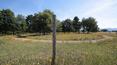 Toscana Immobiliare - real estate properties in Tuscany consists of stone farmhouse, two outbuildings and 16 ha of land.