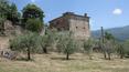 Toscana Immobiliare - Villa with olive grove