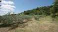 Toscana Immobiliare - The land is used for olive grove and mixed forest.