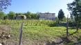 Toscana Immobiliare - Country home with land and vineyard for sale in Montalcino, Siena, Tuscany