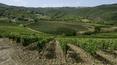 Toscana Immobiliare - wine farm for sale in Montalcino, Tuscany