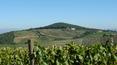 Toscana Immobiliare - wine farms for sale italy