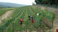 Toscana Immobiliare - italian wine farms for sale