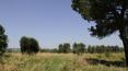 Toscana Immobiliare -  land of about 14 hectares with olive groves, woods and various crops