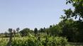 Toscana Immobiliare -  land of about 14 hectares with olive groves, woods and various crops
