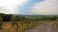 Toscana Immobiliare - access road to the estate of olive trees