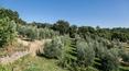 Toscana Immobiliare - country house  for sale in monte san savino , tuscany