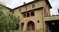Toscana Immobiliare - Tipical countryhouse with olive grove