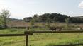 Toscana Immobiliare -  The land stretches for about 8 hectares, used as arable land and forest.