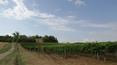 Toscana Immobiliare - Countryhouse with vineyard in Montepulciano