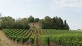 Toscana Immobiliare - Real estate with view on vineyard