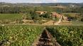 Toscana Immobiliare - Vineyards on the estate for sale in Tuscany
