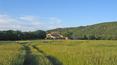 Toscana Immobiliare - Podere con vigneto vendita provincia di Grosseto, Tuscany, Italy