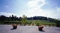 Toscana Immobiliare - Vineyard of the property