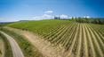 Toscana Immobiliare - Winery with wine cellar and vineyards in Tuscany