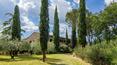 Toscana Immobiliare - cypress alley to the house