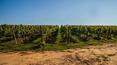 Toscana Immobiliare - Winery with hospitality business for sale in Tuscany
