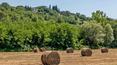 Toscana Immobiliare - Bucine, Azienda agricola con vigneto e oliveto in vendita.