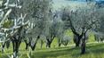 Toscana Immobiliare -