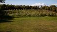 Toscana Immobiliare -  Farms-wineries sale Tuscany 