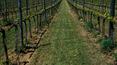 Toscana Immobiliare - Farms-wineries-sale Tuscany