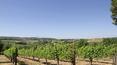 Toscana Immobiliare - Real estate with vineyard in Montepulciano, Siena, Tuscany
